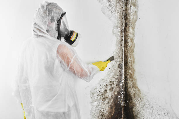 Best Office Mold Removal Services  in Bourbon, MO