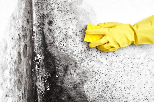 Best Toxic Mold Removal  in Bourbon, MO