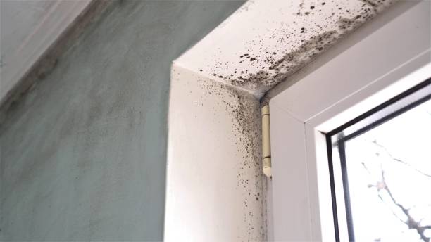 Best Professional Mold Removal  in Bourbon, MO