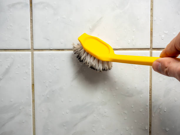 Best Same-Day Mold Removal  in Bourbon, MO