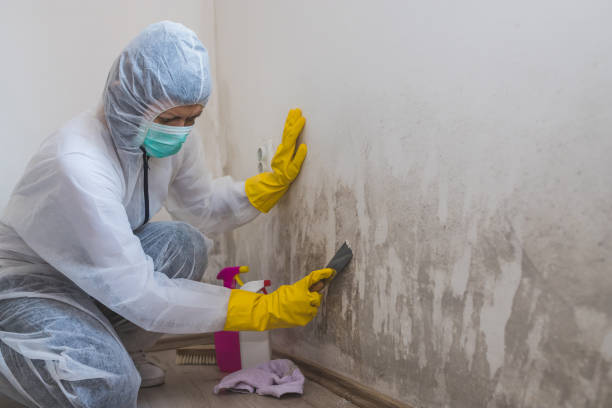 Best Mold Testing  in Bourbon, MO