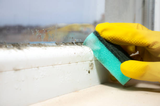 Best Commercial Mold Removal  in Bourbon, MO