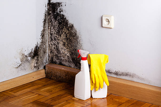 Best Mold Damage Repair  in Bourbon, MO