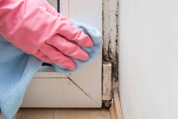 Best Residential Mold Removal  in Bourbon, MO