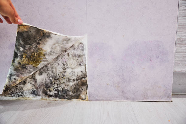 Mold Testing and Removal in Bourbon, MO